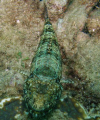   Lizard Fish sitting pretty Junkyard Sunabe Sea Wall. Wall  